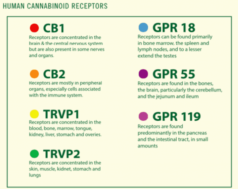 receptors