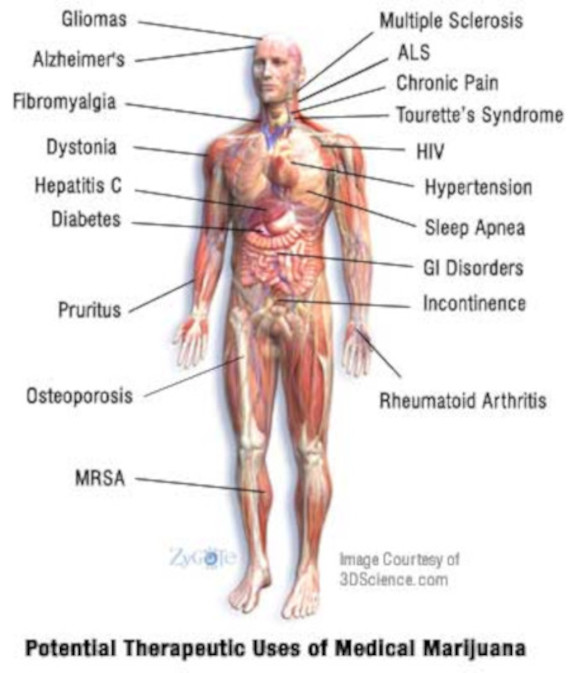 theraputic values